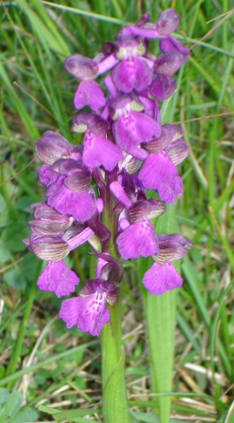 ORCHIS MORIO